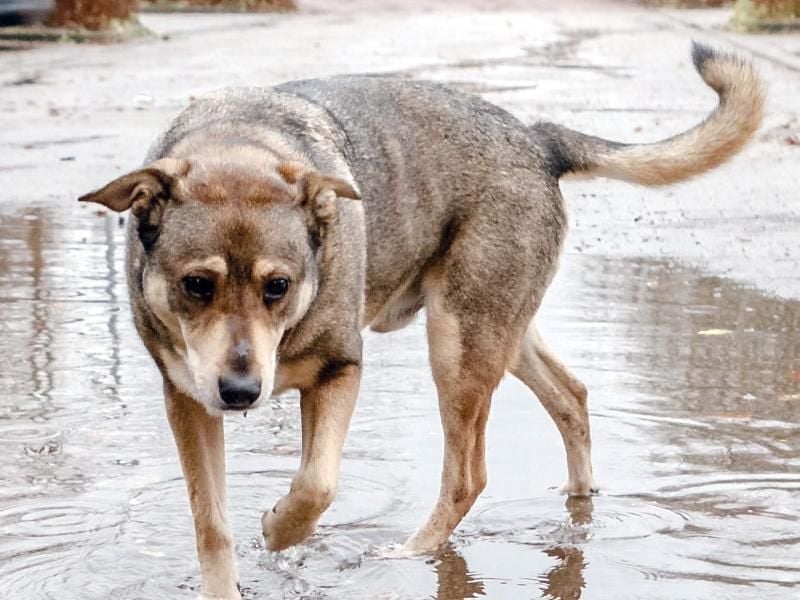 Regen macht dem Hund noch nichts aus. Bei Gewitter kann es zu einer panischen Reaktion des Vierbeiners kommen. Foto: Markus Scholz