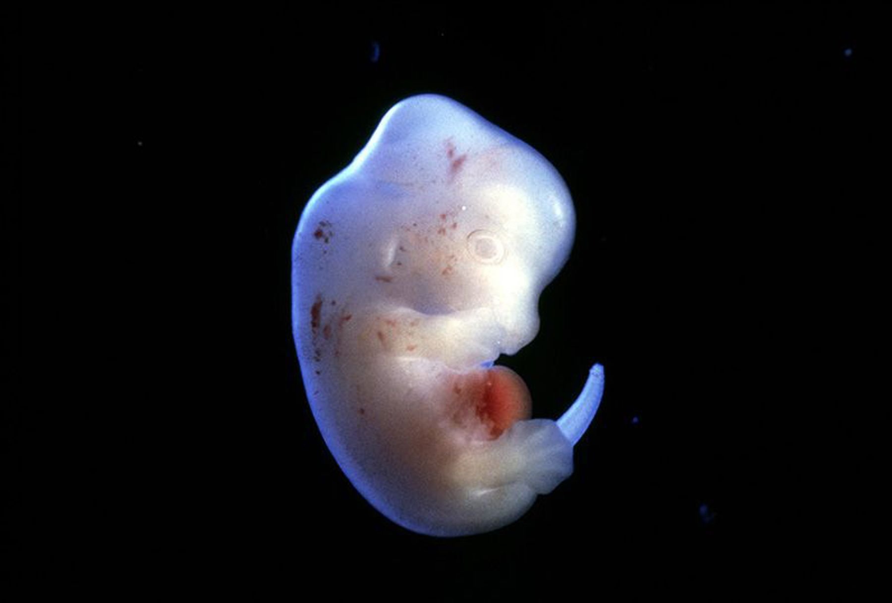 Japanische Forscher dürfen mit der Züchtung von menschlichen Organen in Tieren beginnen.