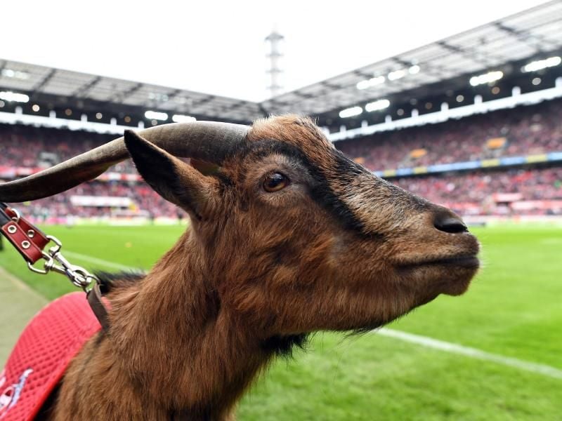 Muss mit dem 1. FC Köln wohl in die 2. Liga: Geißbock Hennes VIII. Foto: Federico Gambarini