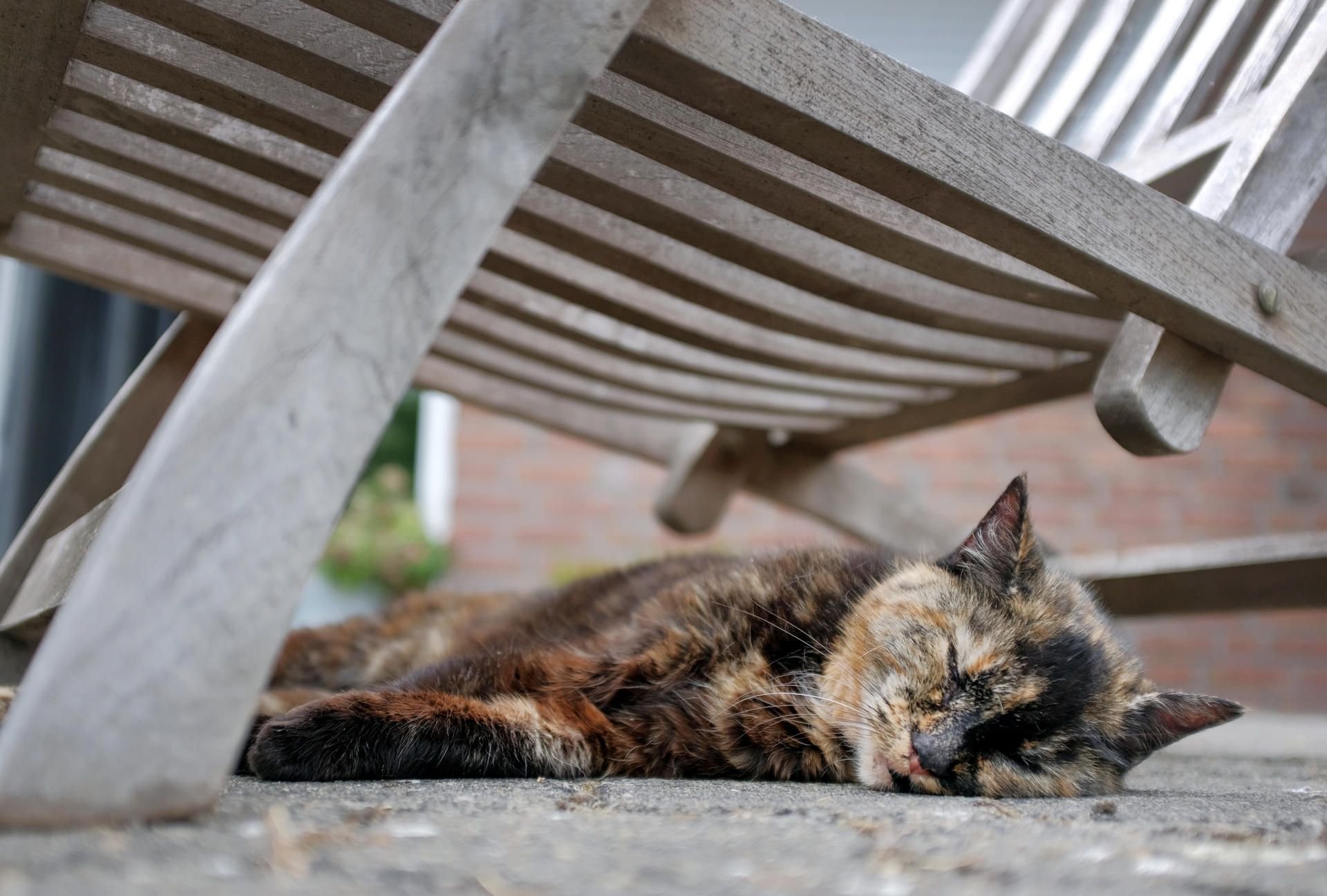 In Bayern wurde eine Katze von Unbekannten aufgeknüpft (Symbolfoto)