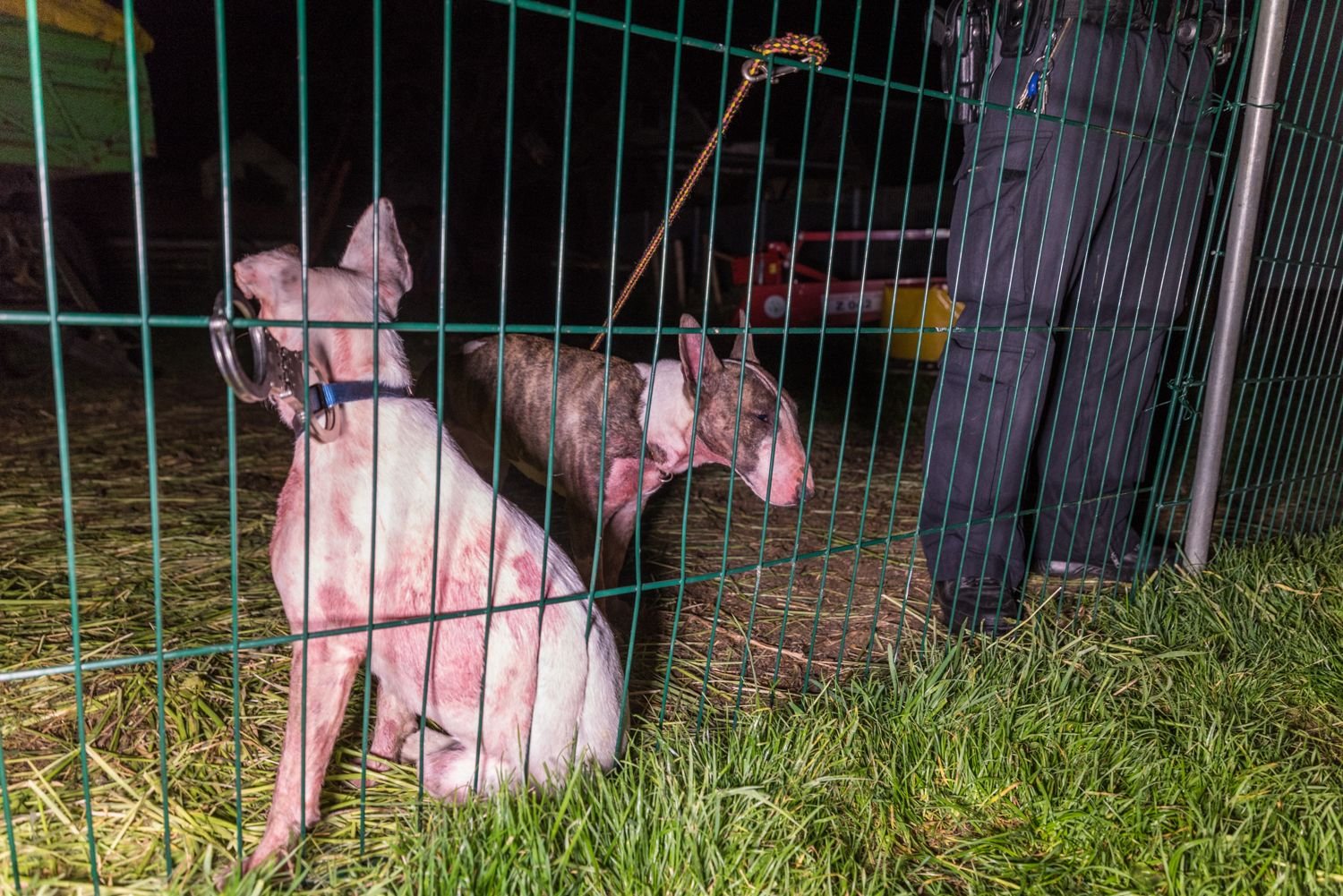 Die beiden Hunde wurden nach dem Angriff an einen Zaun gebunden. Die Tiere hatten zuvor zwei Schafe getötet.