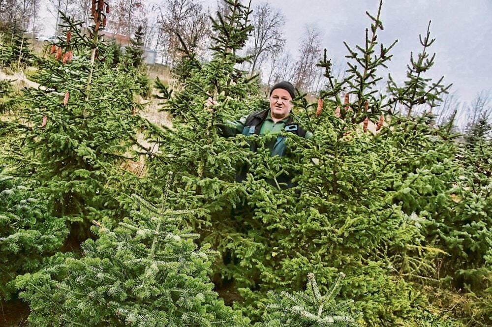 Im Tannengarten Kälbertal steht Thomas Probst mit Bäumen und Hygienekonzept bereit.