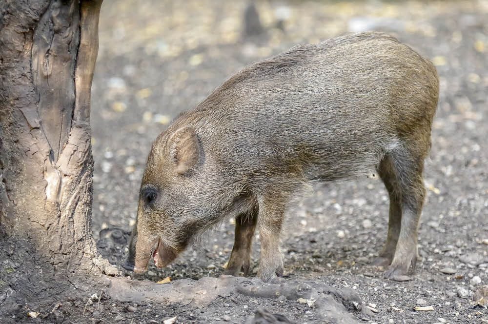 In Sachsen-Anhalts Wäldern gibt es viele Wildschweine. Jedes Jahr werden Tausende geschossen.