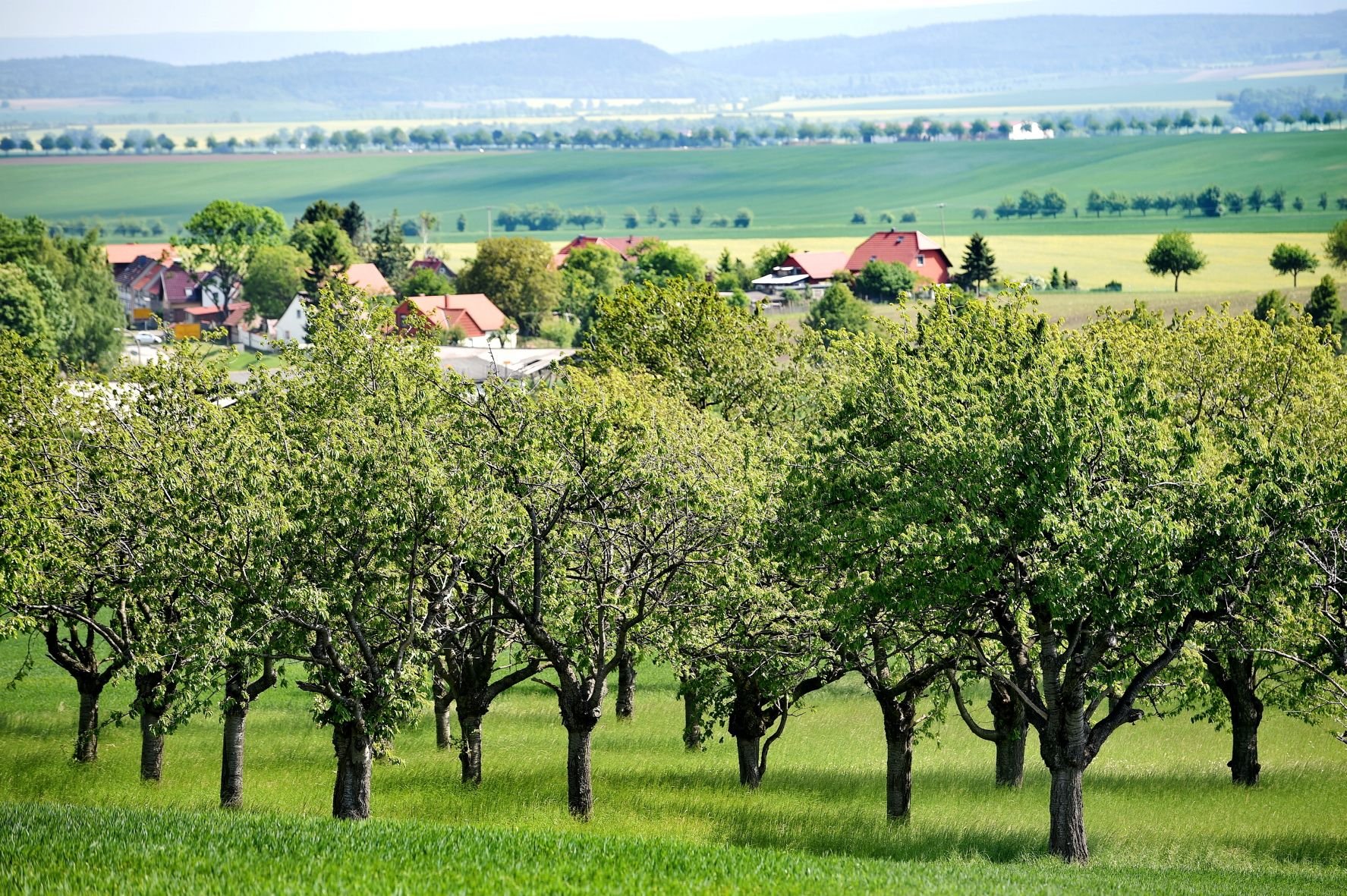 In sattem grün stehen Obstbäume auf einer Streuostwiese.