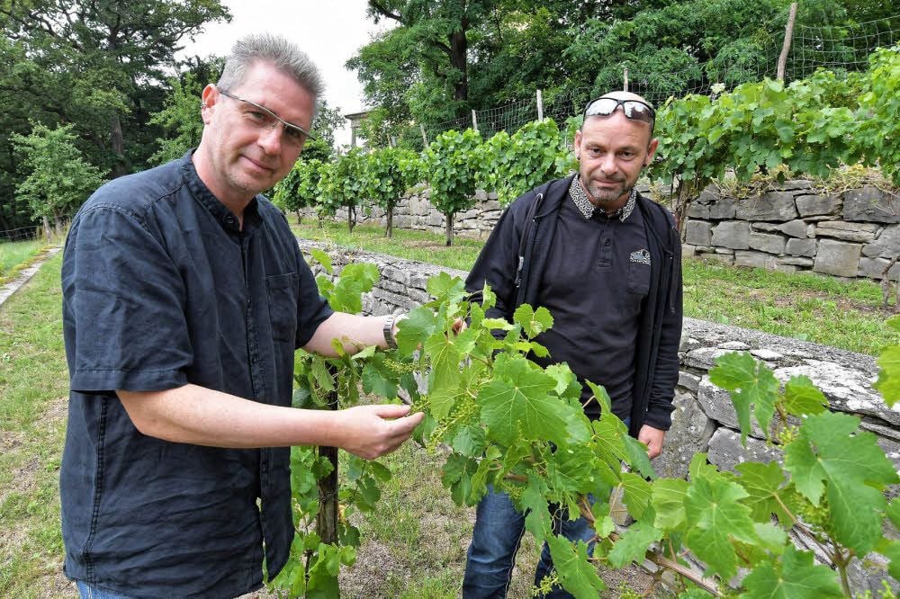 Hanjo Kopp (li) und Jan Sterzik pflegen den historischen Weinberg in Kühnau. Dass die Anlage in Schuss ist, das ist ihnen wichtig.