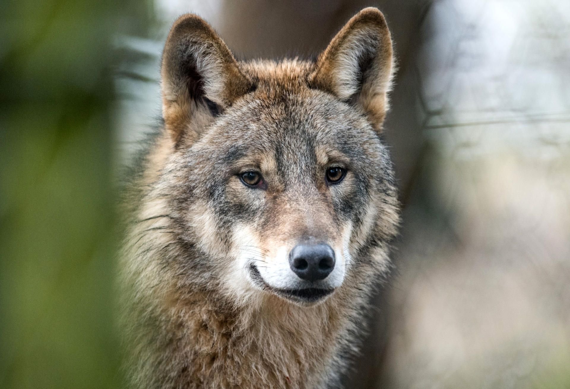 In Sachsen ist ein Wolf erschossen worden (Symbolbild).