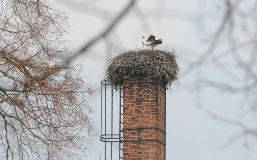 Auf dem Feuerwehrhaus in Reinsdorf haben sich ebenfalls zwei Adebare niedergelassen.