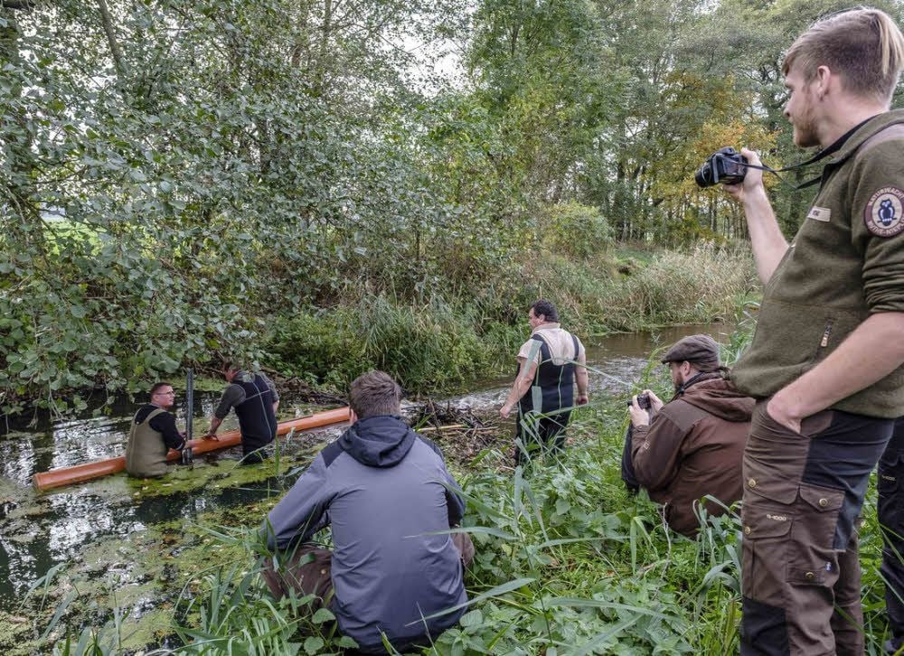 Wie kann eine Drainage in einen Biberdamm eingebaut werden? - Interessiert haben die Teilnehmer des Biberworkshops des Vereins Europarc Deutschland, der als Dachverband aller Großschutzgebiete in Deutschland fungiert, die praktische Vorführung bei Wörlitz verfolgt.