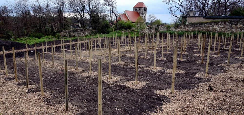 Die ersten Pfosten für die Weinreben sind bereits in die Erde geschlagen worden.