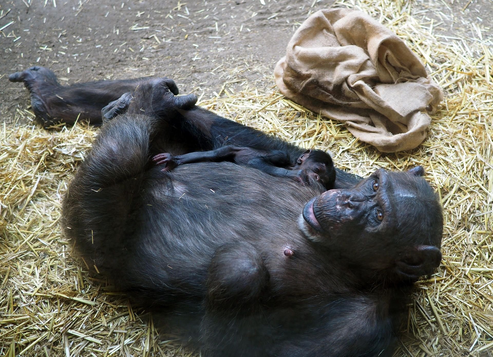 Schimpandenweibchen Fraukje mit ihrer Tochter auf der Innenanlage.