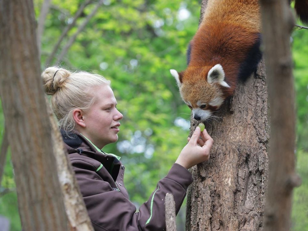 Pflegerin Ilka Frommann füttert einen Roten Panda mit einer Weintraube. 45 Euro kostet eine Futterpatenschaft für den Bären.