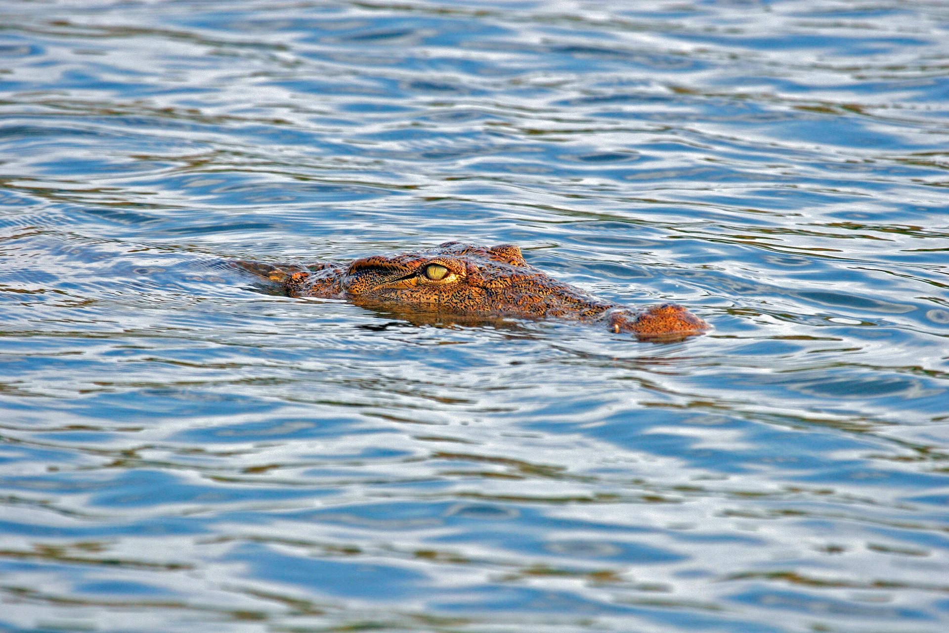 Der Kopf eines Nilkrokodils schaut in einem See aus dem Wasser.