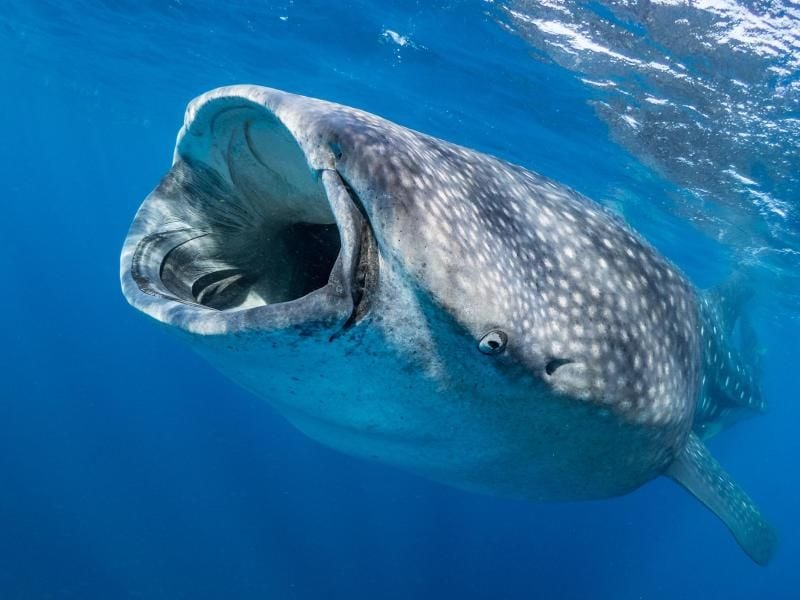 Walhaie (Rhincodon typus) gelten aufgrund stark schwindender Bestände als stark gefährdet. Er ist mit fast 14 Metern Länge der größte Fisch der Welt. Foto: IUCN/Simon Pierce