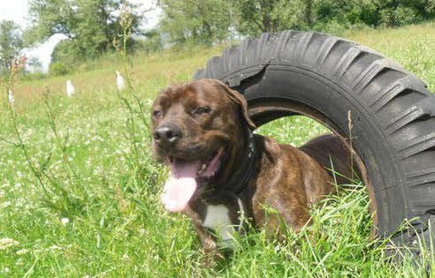 Dieses Foto zeigt Arko im Jahr 2013. Mittlerweile ist der Rüde acht Jahre alt. Seit 2011 ist er im Tierheim in Burg untergebracht.