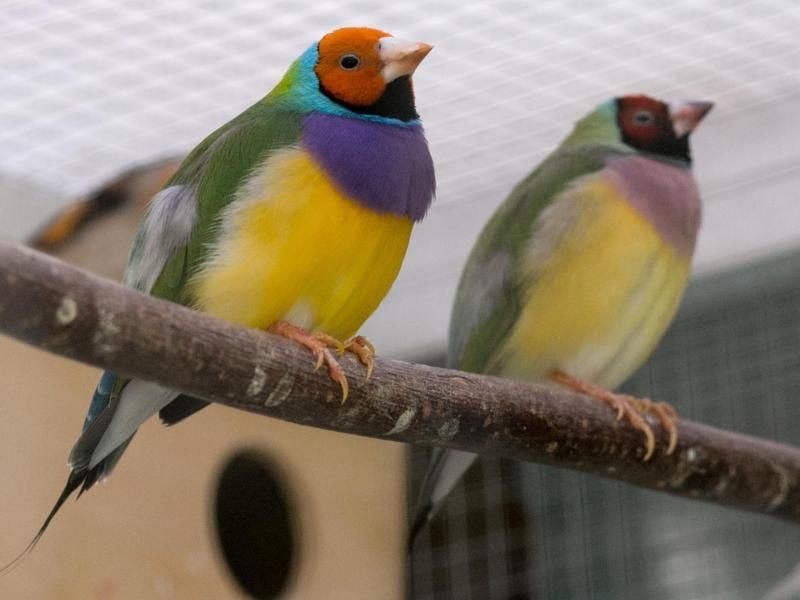 Gouldamadinen sind kälteempfindlich und brauchen Temperaturen ab mindestens 20 Grad. Foto: Karolin Krämer