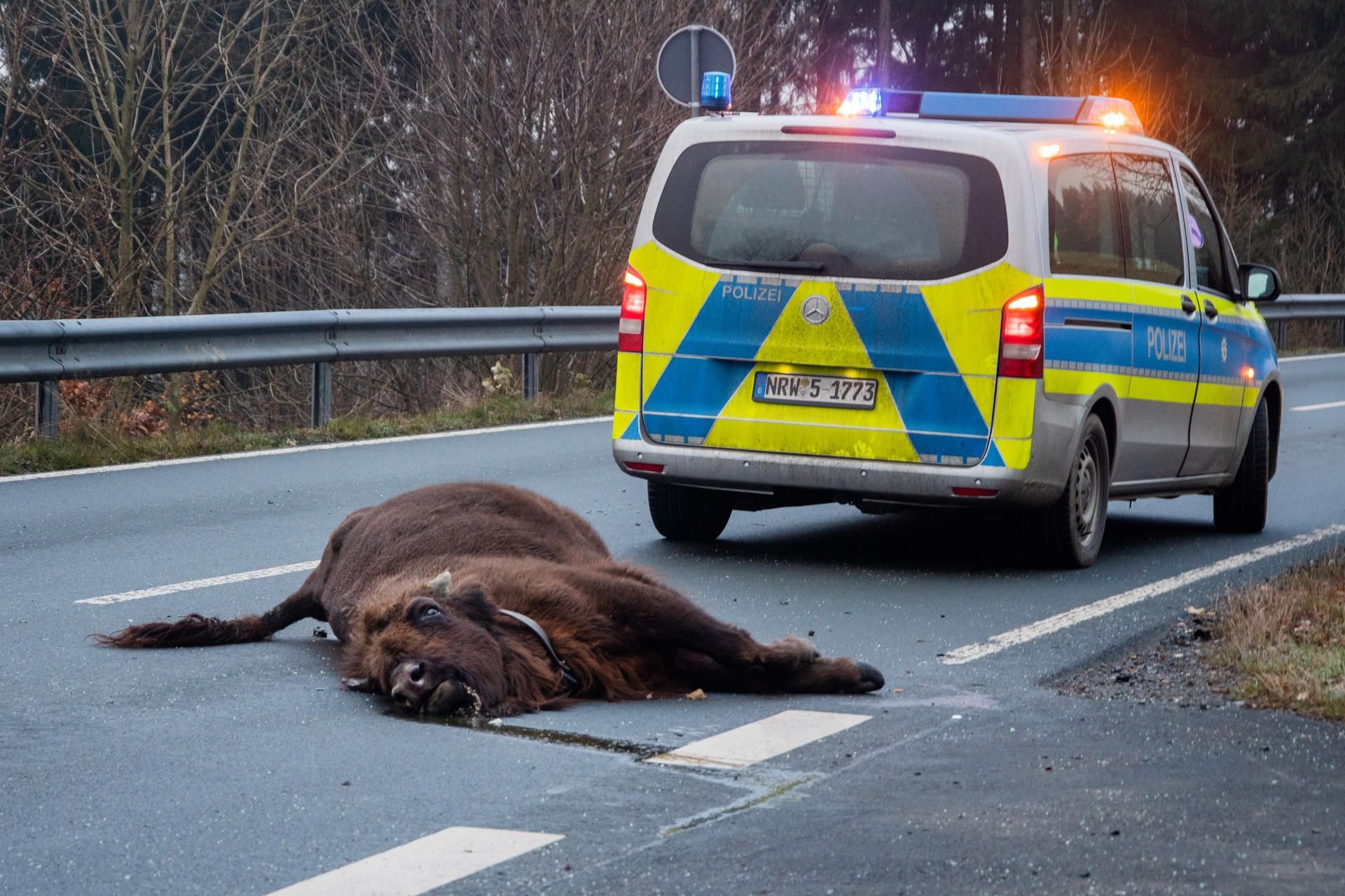 Ein Wisent liegt nach einem Zusammenprall mit einem Auto auf der Straße. Der Fahrer des Autos erlitt bei dem heftigen Zusammenprall einen Schock. Das Tier ist verendet.