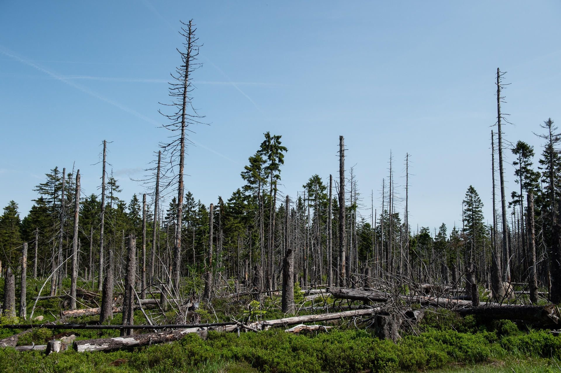 Vom Borkenkäfer zerstörte Fichten stehen und liegen im Nationalpark Harz