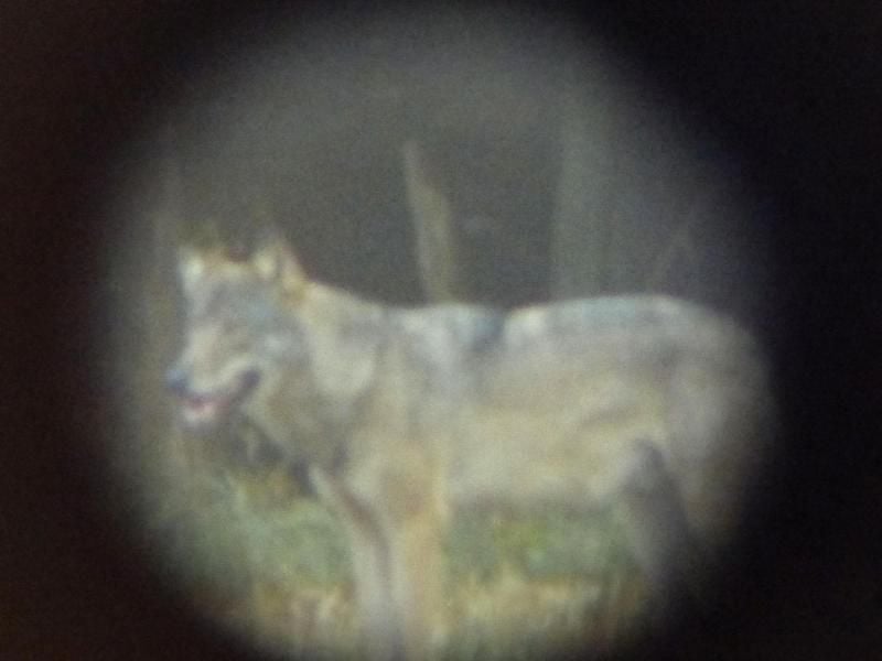 Ein Wolf auf einer Wiese bei Neustadt/Wied, aufgenommen von einem Jäger durch ein Spektiv. Foto: Michael Nell