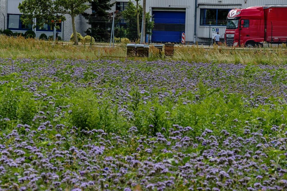 Das Violett der Phacelia herrscht noch vor.