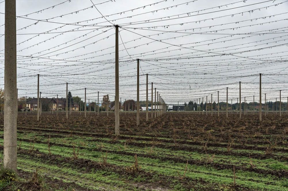 Das Hopfenfeld bei Querfurt ist abgeerntet.