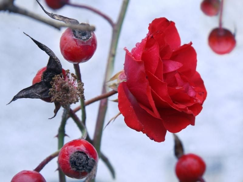 Wird es kalt, benötigen Rosen einen besonderen Schutz. Die Pflanzenbasis sollte dann etwa mit Tannenzweigen bedeckt werden. Foto: Stephanie Pilick