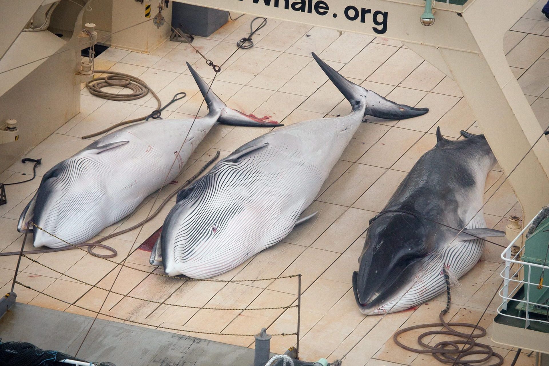 Das Foto vom 05.01.2013, welches „Sea Shepherd Australia“ am 07.01.2013 zur Verfügung gestellt hat, zeigt drei tote, geschützte Minke Wale auf dem Deck vom japanischen Walfangschiff „Nisshin Maru“ im südlichen Ozean (Antarktis).