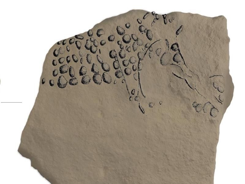 Auf Kalksteinblöcken aus der Steinzeit fanden Forscher Tierbilder, die mittels vieler einzelner Punkte gemalt wurden. Foto: R. Bourrillon/New York University
