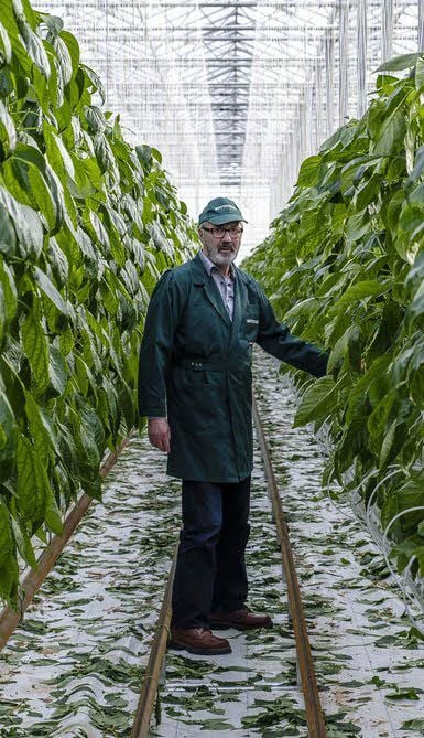 Projektleiter Helmut Rehhahn in den langen Paprika-Reihen