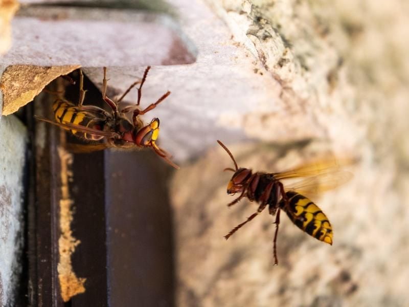 Hornissen sind streng geschützt. Sie dürfen nicht getötet und ihr Nest nicht zerstört werden. Foto: Daniel Karmann