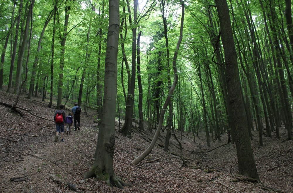 Beeindruckende Baumlandschaften bietet die Hohe Schrecke gleich nebenan im Kyffhäuserkreis.
