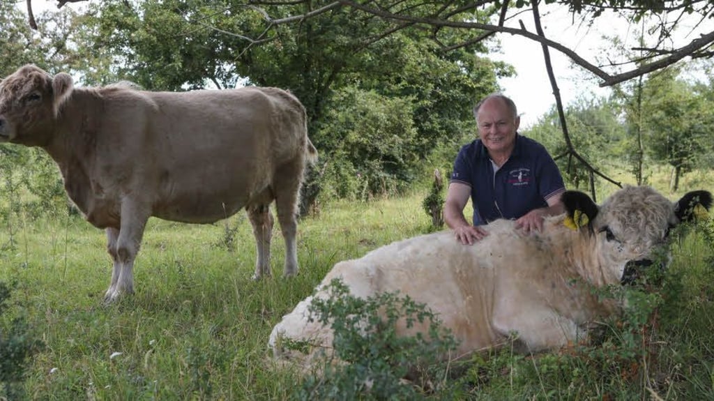 Weißenfels: Weißenfels: Auf ehemaligem Armeegelände tummeln sich  Galloway-Rinder