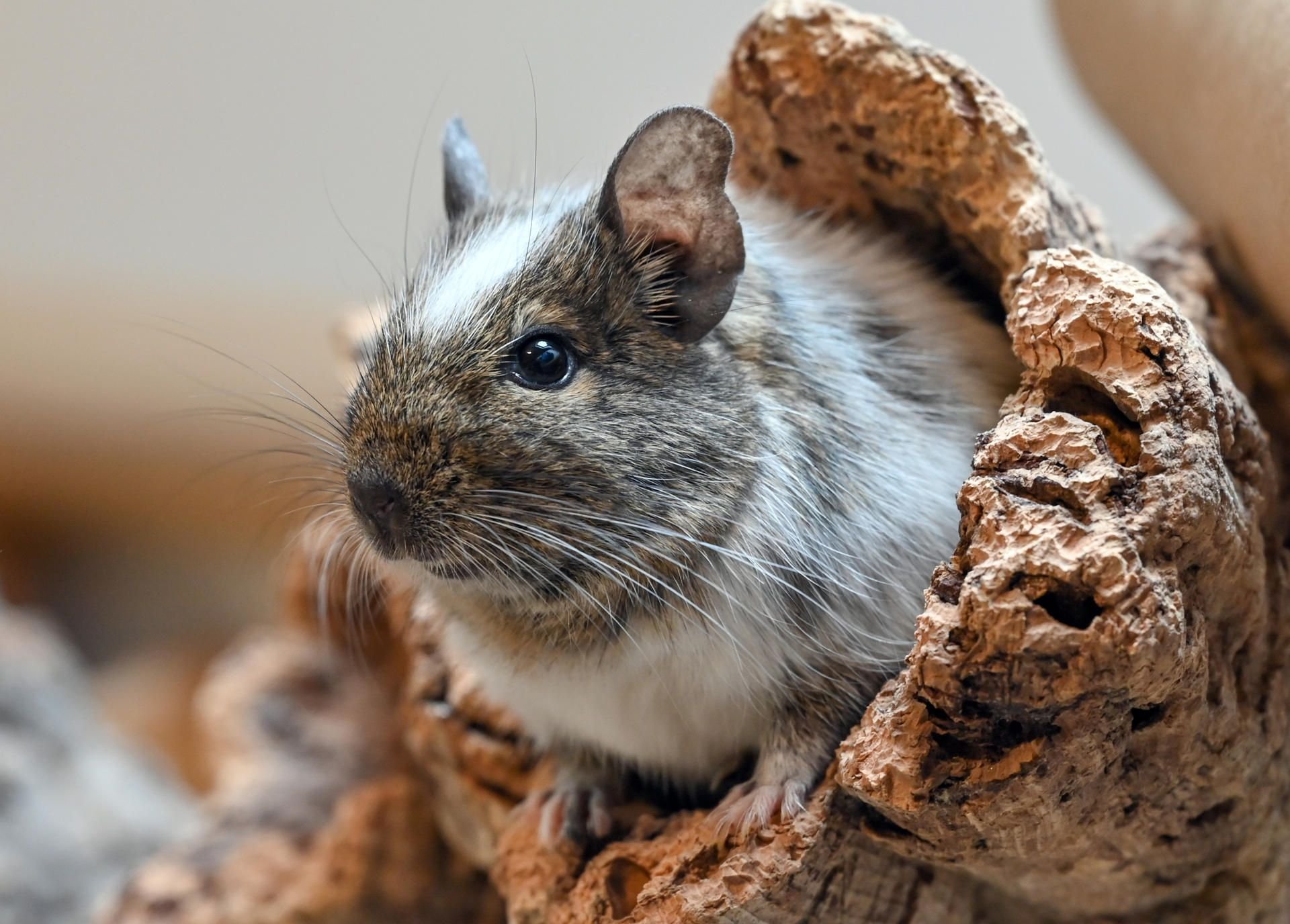 Ein chilenisches Degu schaut aus einer Baumhöhle in einem Gehege vom Verein Burg Nagezahn.