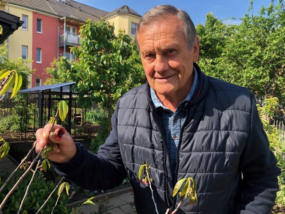 Seit fast zehn Jahren wächst der exotische Baum im Garten von Wolfgang Quirin.