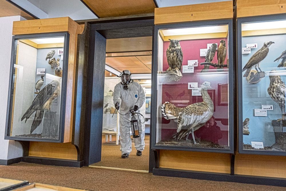 Regelmäßig rückt im Naumann Museum in Köthen (Anhalt-Bitterfeld) der Kammerjäger an, um die ausgestopften Vögel vor Schädlingen zu bewahren.