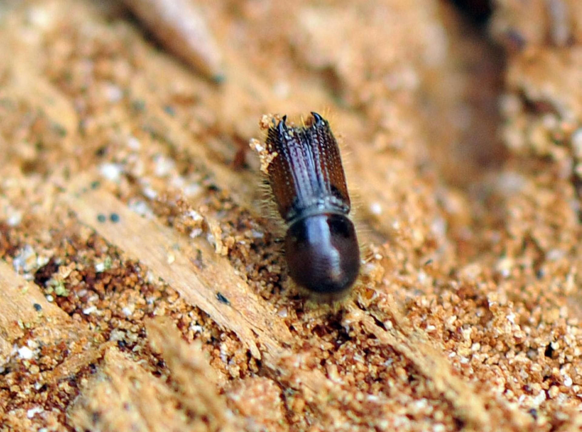 Rund fünf Millimeter klein, aber eine Riesengefahr für den Wald ist der Borkenkäfer