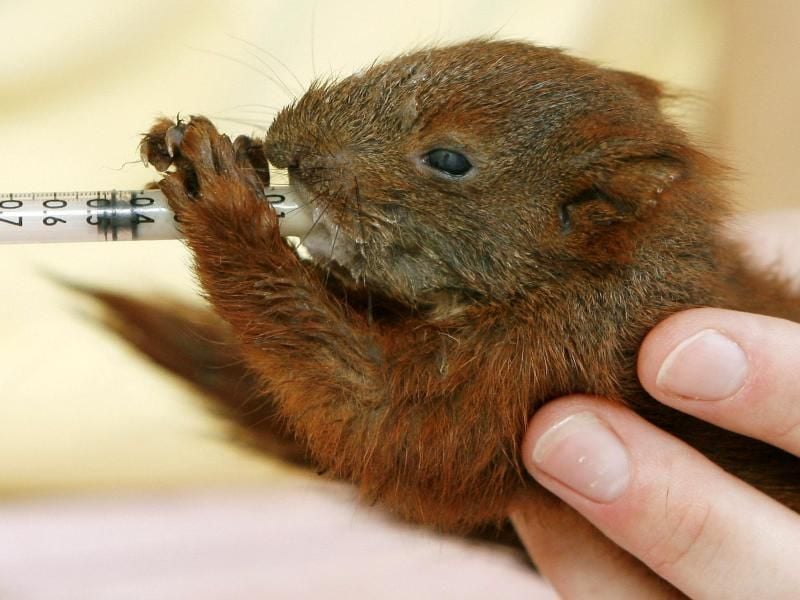 Schutzlose Eichhörnchen-Babys brauchen eine schnelle Erstversorgung. Foto: Bernd Settnik