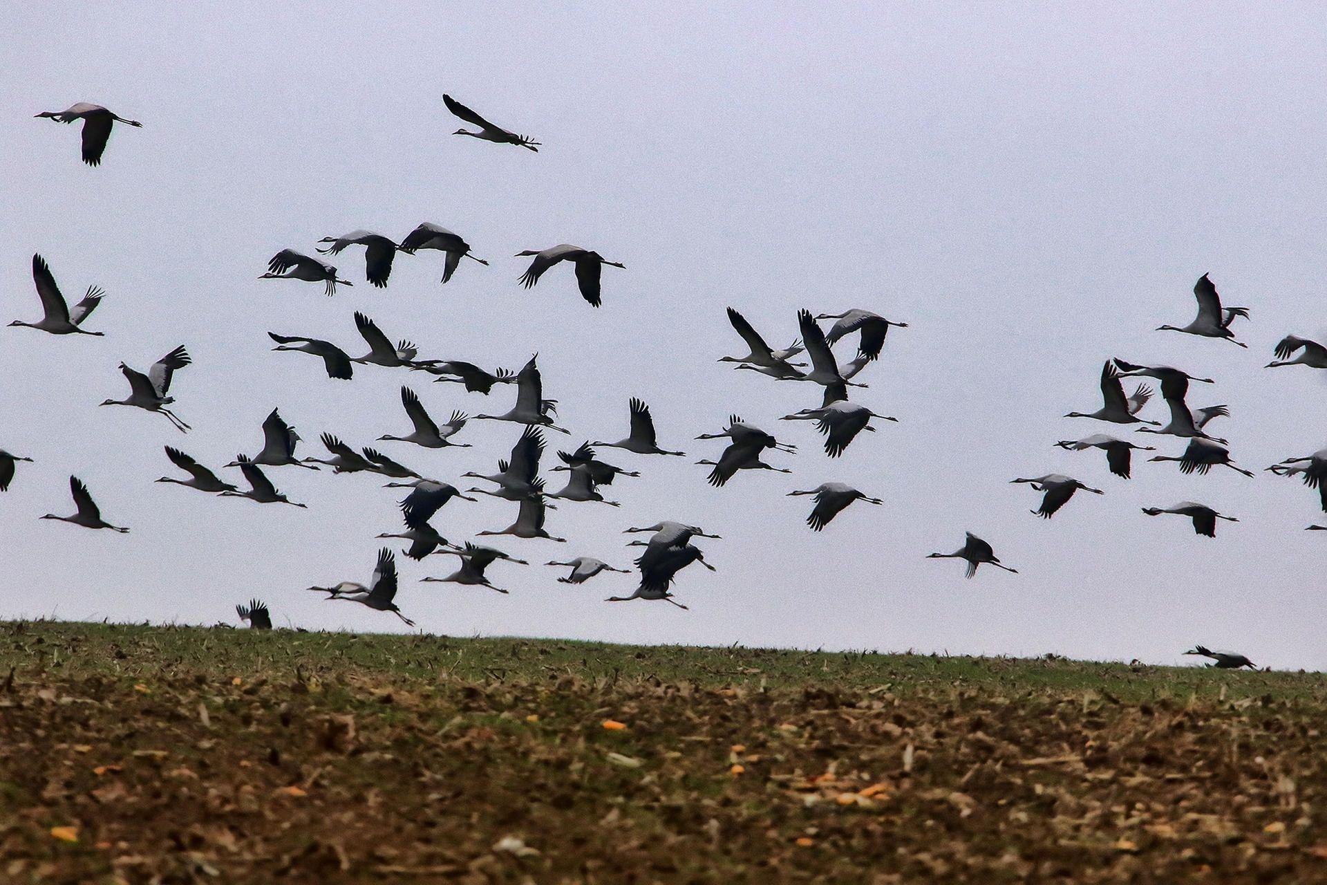 Rätsel um Kraniche Erstmals überwintern scharenweise Kraniche in Sachsen-Anhalt. Vogelbeobachter gehen von 2.500 Tieren aus, die den Weiterflug nach Süden verweigern und am Helme-Stausee in Mansfeld-Südharz bleiben.