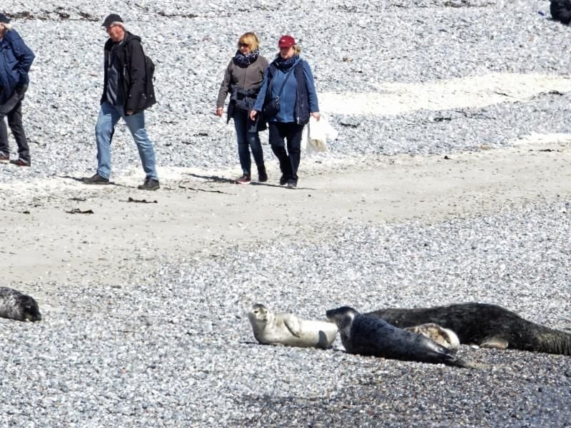 Die Menschen haben keine Angst vor den Robben - und umgekehrt offenbar auch nicht. Foto: Carsten Rehder