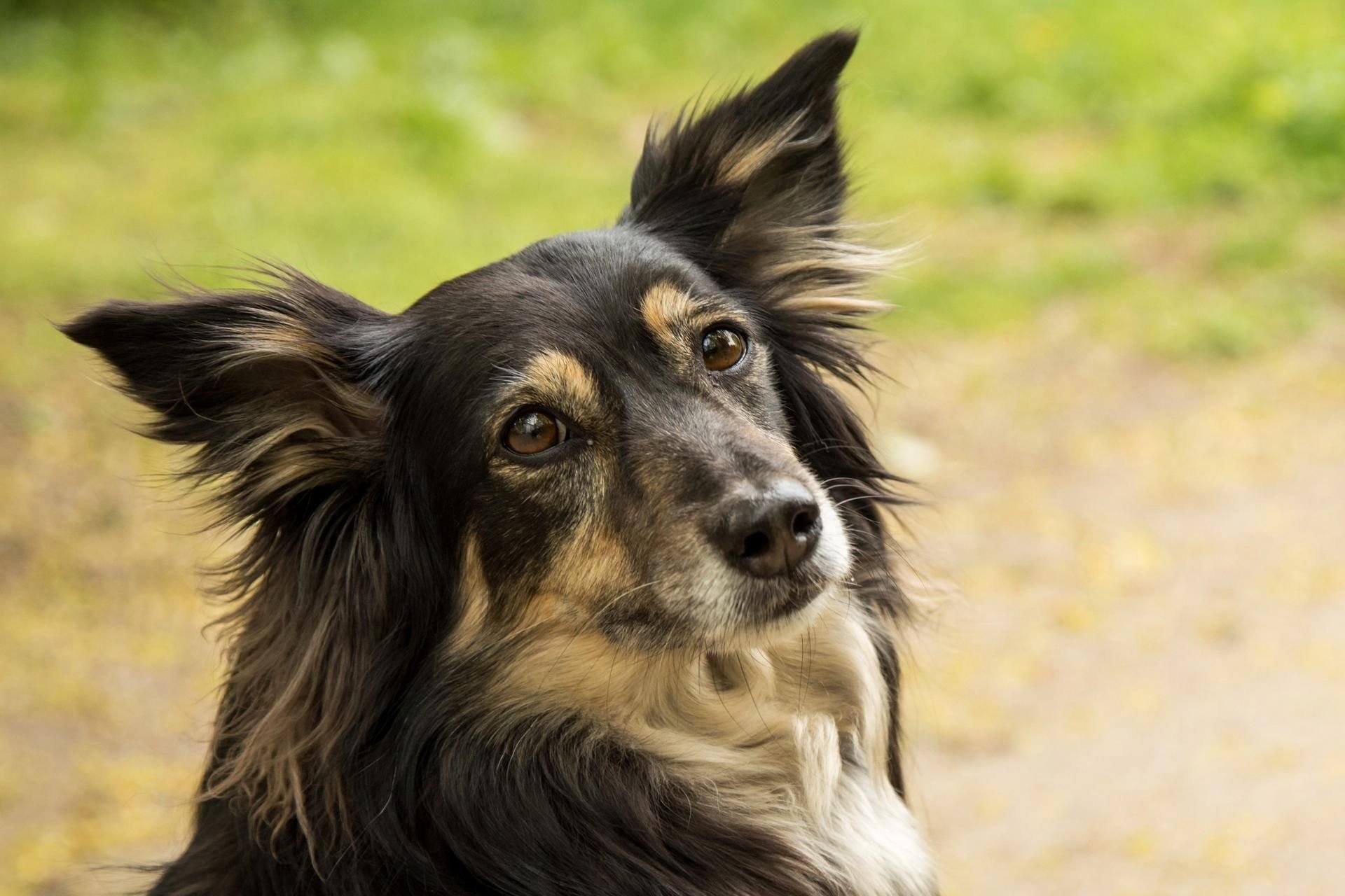Der Name Luna ist sowohl für Hunde als auch Katzen der beliebteste Name 2020.