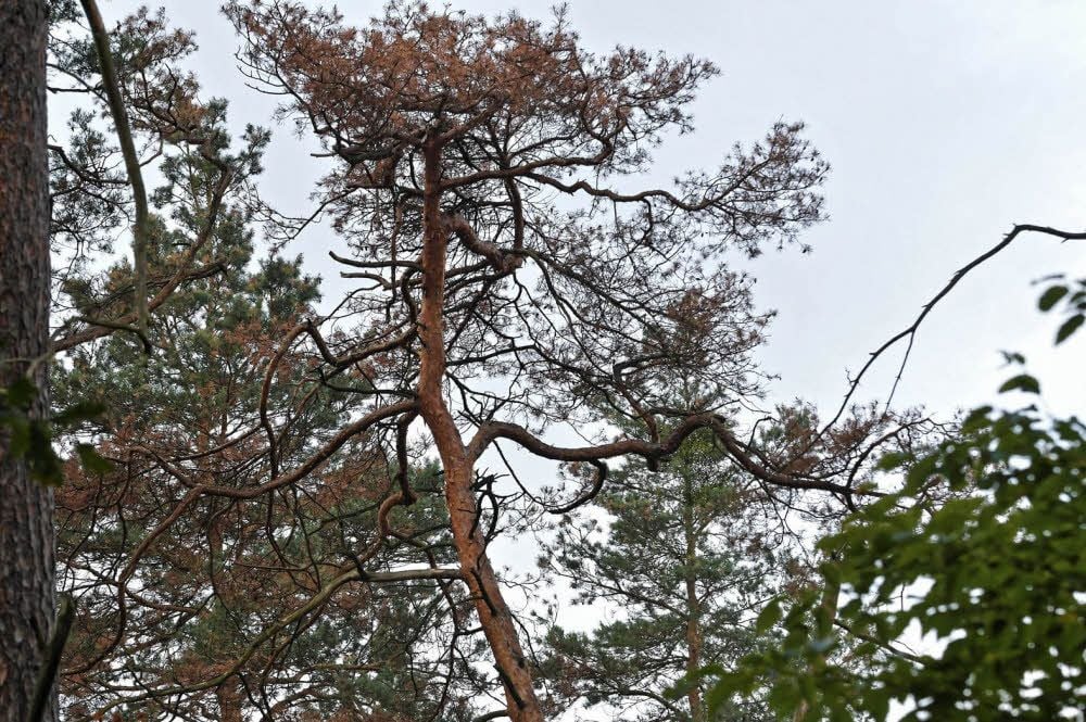 Die braunen Nadeln zeigen, dass die Kiefer extrem geschädigt ist. Vielfach muss der Baum dann gefällt werden.