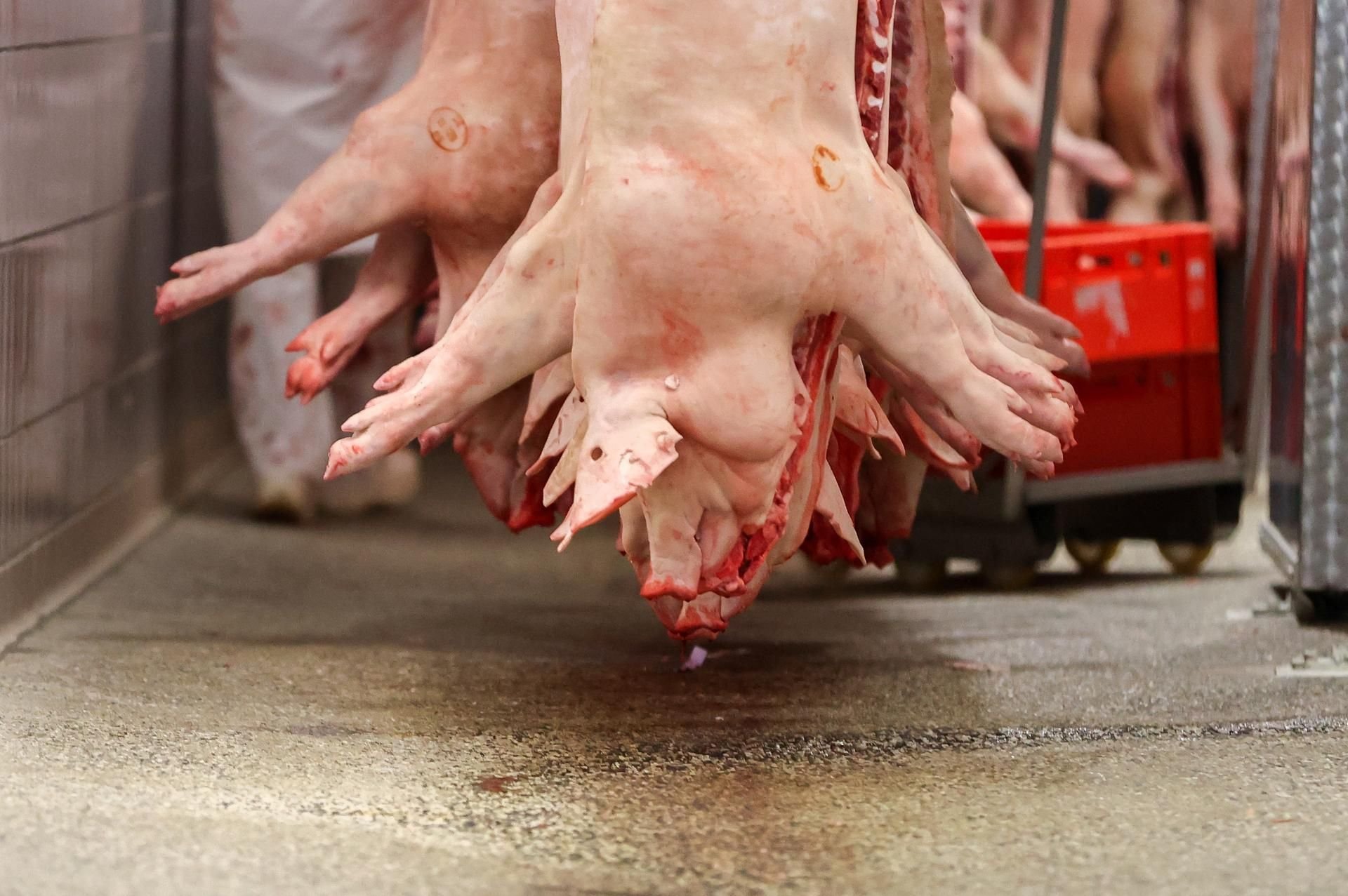 Schweineschlachthof in Sachsen