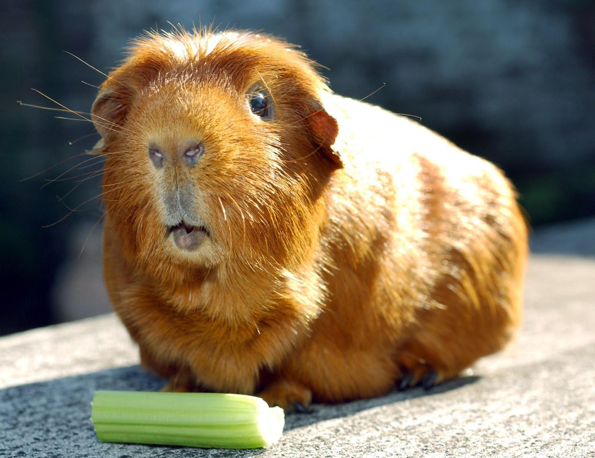 Ein Meerschweinchen.