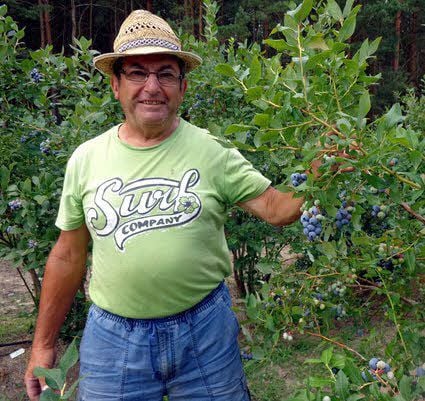 Vor 15 Jahren hat der Ruhlsdorfer Günter Thiele die ersten 350 Sträucher in sieben Sorten gesetzt, die dank guter Pflege nun reichlich Früchte tragen.