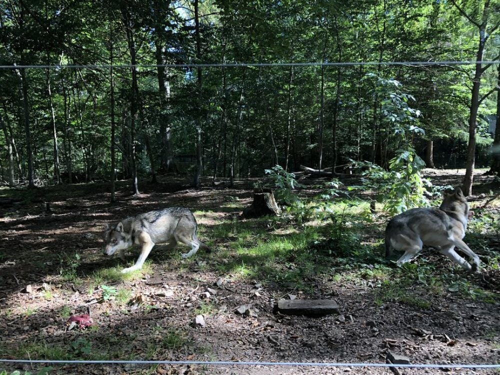 Die Rüden Ajal und Kajolan sind die Alteingesessenen im Tierpark Hexentanzplatz. Sie haben die beiden jungen Wölfe in ihr kleines Rudel aufgenommen.