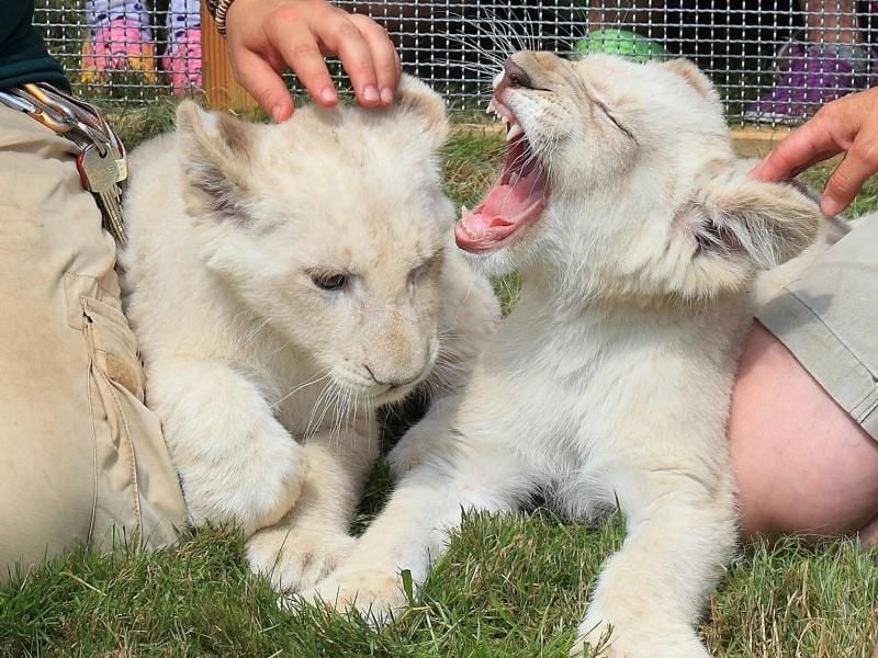 Die beiden Löwen-Weibchen Shaira und Jasiri. Foto: Jens Wolf/Archiv