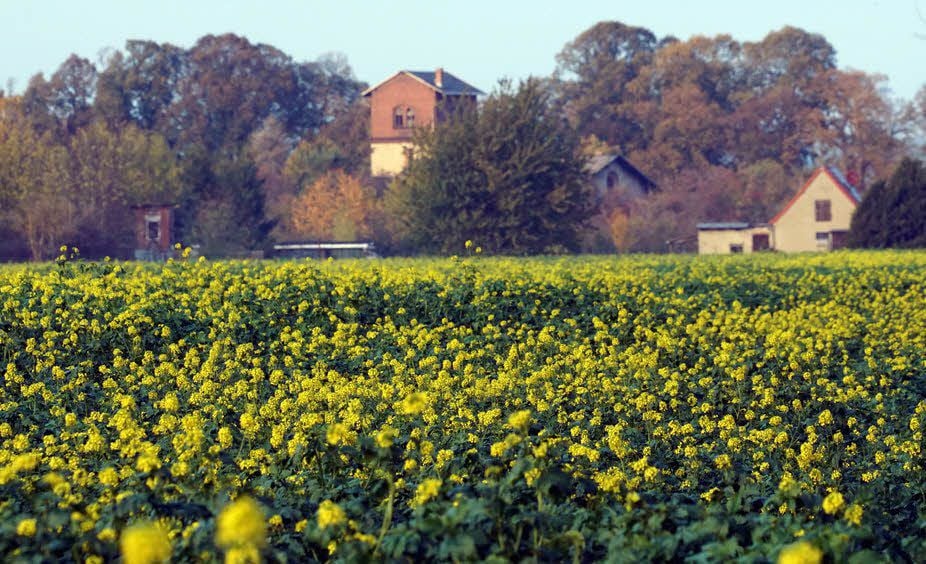 Gelbe Blüten im November: Bei Frose wurde gelber Senf als Bodenverbesserer von der Neu-Seeland Agrar GmbH eingearbeitet.