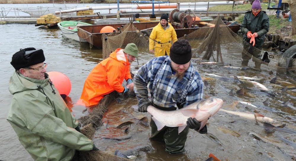 Der traditionelle Fischerzug oder wie hier das Schaufischen gehören zu den Publikumsattraktionen auf dem Fischerhof am Kernersee.
