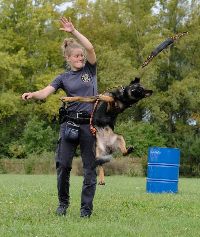 Malinois-Schäferhund-Mischling Aras bekommt zur Belohnung nach erfolgreicher Suche ein Leckerli und darf eine Runde seinem Lieblingsspielzeug nachjagen.