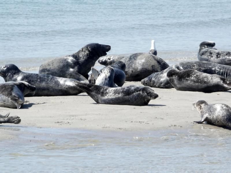Die Nähe der Tiere zu Spaziergängern besorgt Tierschützer. Daher wird immer wieder an Besucher appelliert, einen Mindestabstand von 30 Metern zu den Raubtieren zu halten. Foto: Carsten Rehder