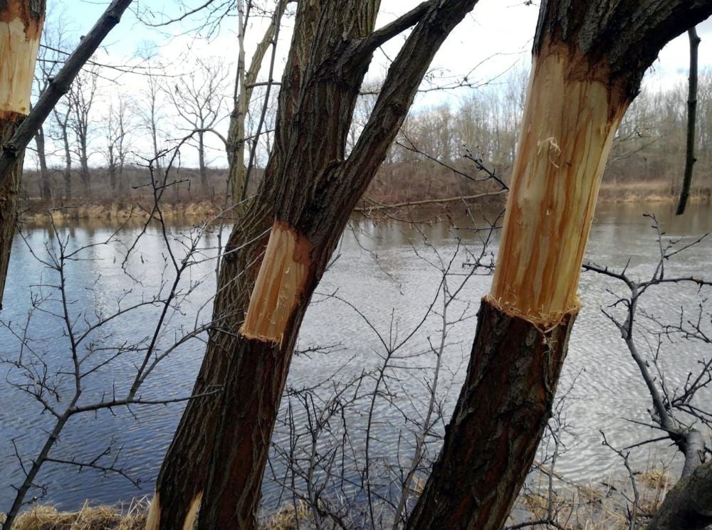 Bei Gröna wurden am Saale-Ufer mehrere Robinien geringelt, damit sie absterben.
